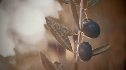Close-up of olives on tree under rain Stock Footage 84759881