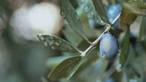 Close-up of olives on tree under rain Stock Footage 84759958