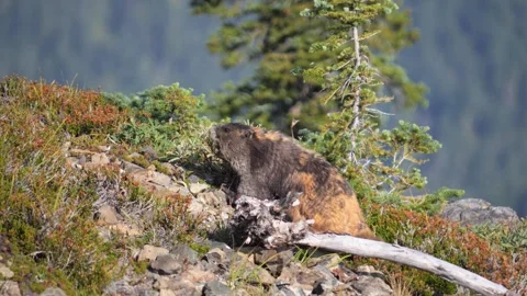 Close-up of an Olympic Marmot climbing on a mountain slope Vídeo Stock 333267264
