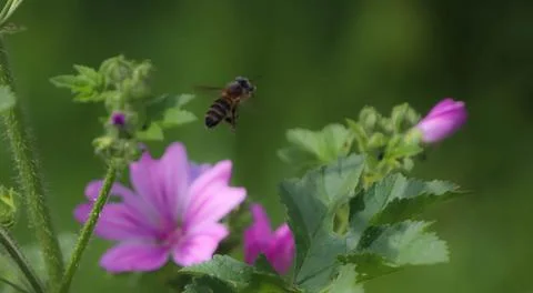 Close up om a bee Stock Photos