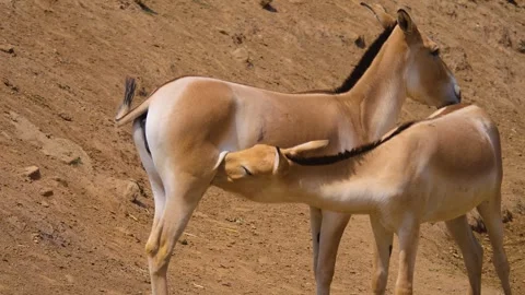 Close up onager donkey with foal Stock Footage 253371370