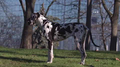 Close up of one amazing great dane purebred dog resting and playing Stock Footage 146961418