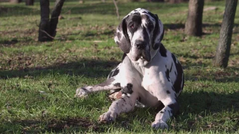 Close up of one amazing great dane purebred dog resting lying down Stock Footage 146961420