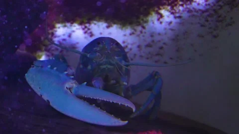 Close up of one armed lobster hiding Video stock 294835516