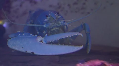 Close up of a one armed lobster hiding Video stock 296586123