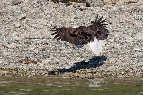 Close-up of one Bald Eagle sitting on rocks and spreading wings next to the Stock Photos