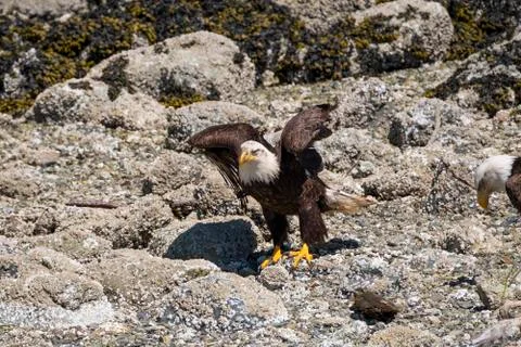 Close-up of one Bald Eagle sitting on rocks and spreading wings next to the Stock Photos