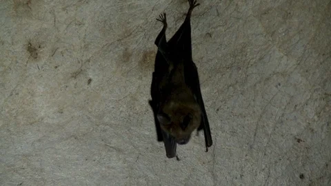 Close up of one bat hanging in a cave Stock Footage 120016634