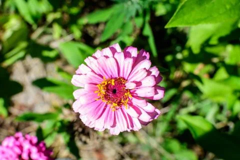 Close up of one beautiful large pink zinnia flower in full bloom  Stock Photos