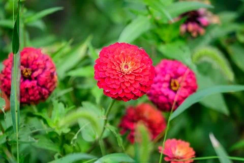 Close up of one beautiful large red zinnia flower in full bloom on blurred .. Stock Photos
