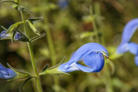 Close up of one blue flower Stock Photos