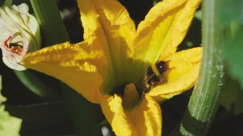 Close up of one bumblebee flying around flowers, collecting nectar and pollen Stock Footage 159906407