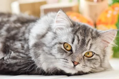 Close-up of one cute gray cat lying on a table. Stock Photos