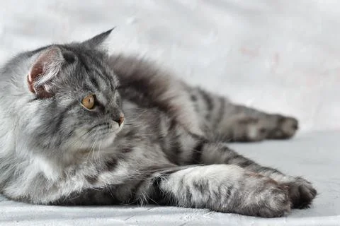 Close-up of one cute gray cat lying on a table. Foto stock