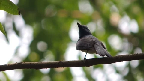 Close up one cute lonely blue bird sitting perching on jungle forest tree branch Stock Footage 241344630