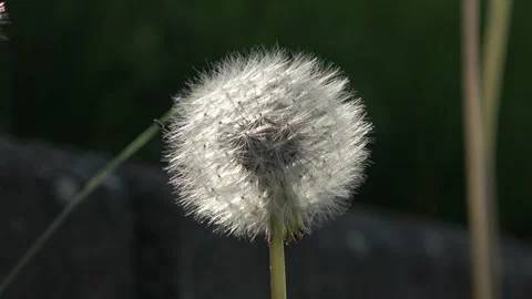 Close-up of one dandelion blooming by the sidewalk. Stock Footage 335736015