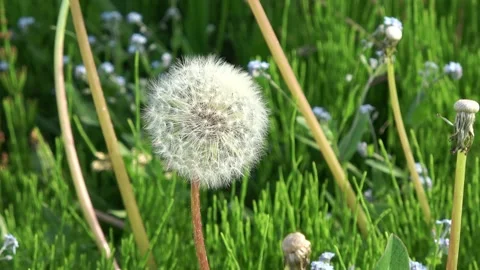Close-up of one dandelion in full bloom under the sun. Stock Footage 335736148