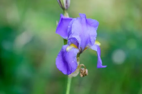 Close up of one delicate light blue iris flower on green, in a sunny spring Stock Photos