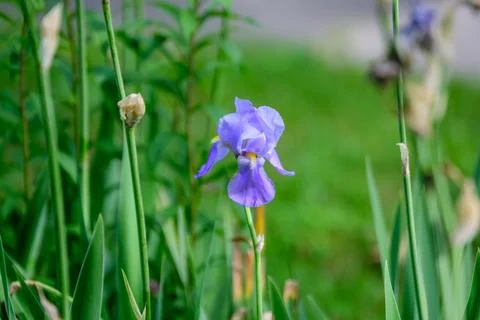 Close up of one delicate light blue iris flower on green, in a sunny spring.. Stock Photos