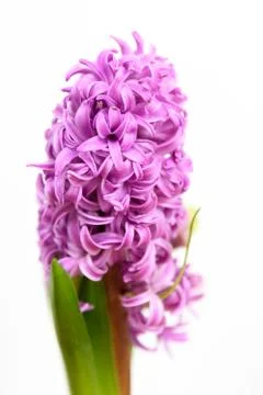 Close up of one delicate light pink Hyacinth or Hyacinthus flowers in full bloom Stock Photos