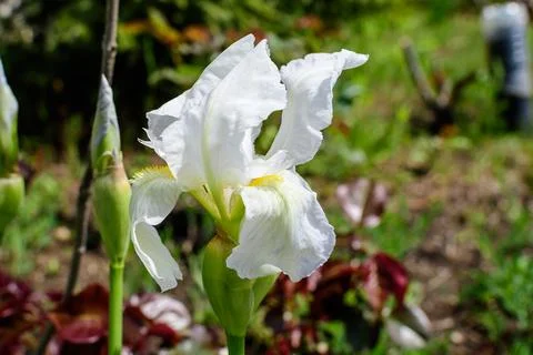 Close up of one delicate white iris flower on green, in a sunny spring gard.. Foto stock
