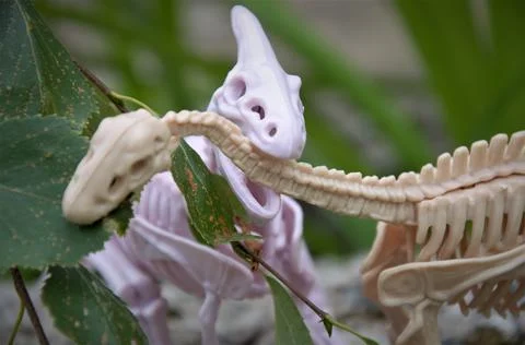 Close-up of one dinosaur eating another, toy dinosaur skeletons Stock Photos