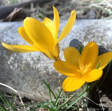 Close-up of one of the first spring flowers of the yellow Crocus Stock Photos
