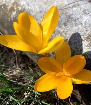 Close-up of one of the first spring flowers of the yellow Crocus. Foto stock