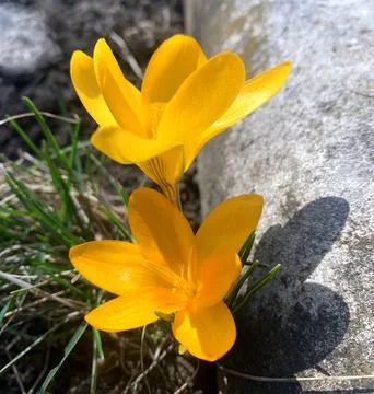 Close-up of one of the first spring flowers of the yellow Crocus. Stock Photos