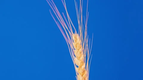 Close-up one golden ear of wheat rotates on a blue background Video stock 202047644
