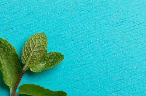 Close-up one green mint sprig on turquoise background. Stock Photos