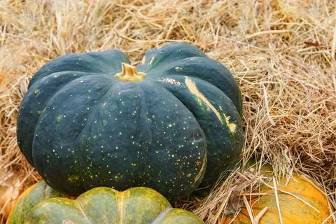 Close up of one green pumpkin lying on dry straw background, autumn harvest.. Foto stock