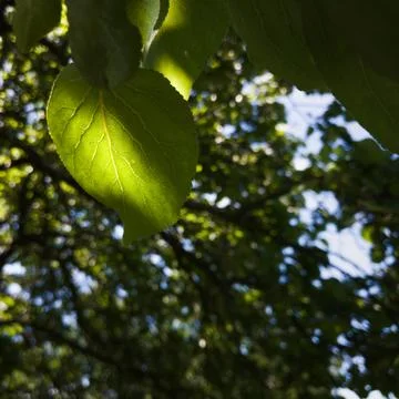 Close up of one green sunlit leaf with veins against canopy Foto stock