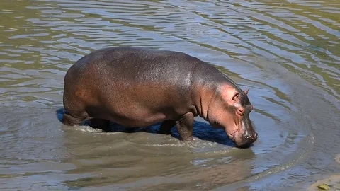 Close up one hippo walking getting out of water Stock Footage 82266866