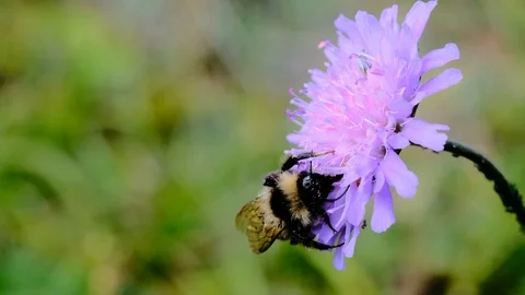 Close up of one honey bee flying around honeysuckle flowers collecting nectar Stock Footage 120510235