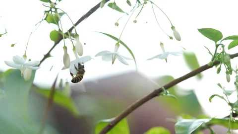 Close-up of one honey bee flying around white flowers Stock Footage 127801647