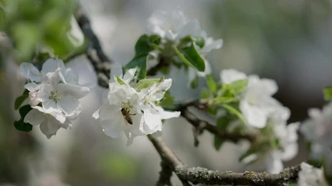 Close up of one honey bee flying around honeysuckle flowers bee collecting 스톡 동영상 129502762