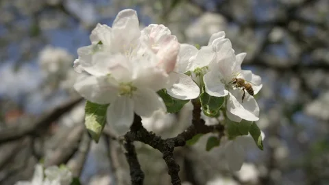 Close up of one honey bee flying around honeysuckle flowers bee collecting Video stock 129502963