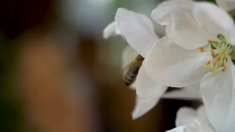 Close up of one honey bee flying around the Apple tree flowers Stock Footage 130587781