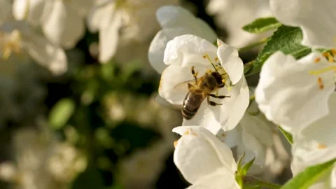 Close up of one honey bee flying around the Apple tree flowers Stock Footage 130587934