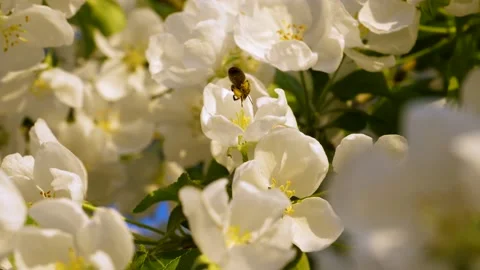 Close up of one honey bee flying around the Apple tree flowers Stock Footage 130588366