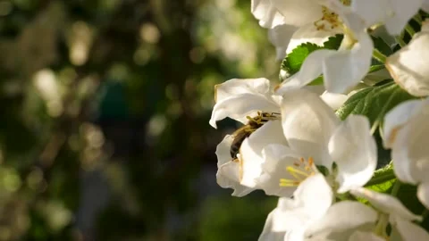 Close up of one honey bee flying around the Apple tree flowers Stock Footage 130588551