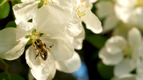 Close up of one honey bee flying around the Apple tree flowers Stock Footage 130588920