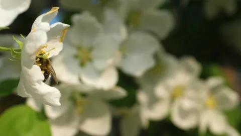 Close up of one honey bee flying around the Apple tree flowers Stock Footage 130590094