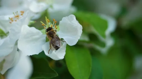 Close up of one honey bee flying around the Apple tree flowers Stock Footage 130590282