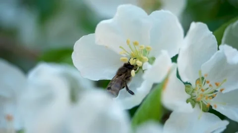Close up of one honey bee flying around the Apple tree flowers Stock Footage 130590504