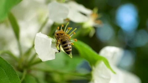 Close up of one honey bee flying around the Apple tree flowers Stock Footage 130590882