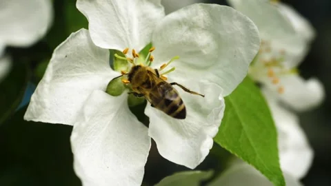 Close up of one honey bee flying around the Apple tree flowers Stock Footage 130591311