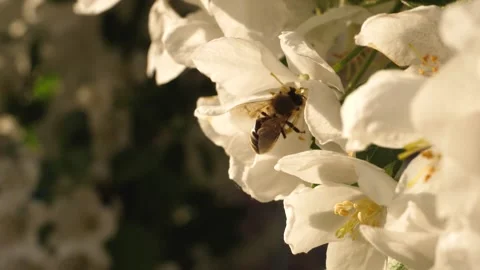 Close up of one honey bee flying around the Apple tree flowers Stock Footage 130591817