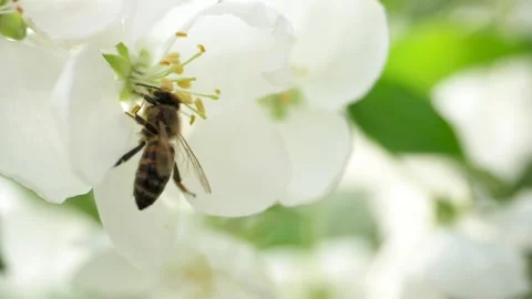 Close up of one honey bee flying around the Apple tree flowers Stock Footage 130592303